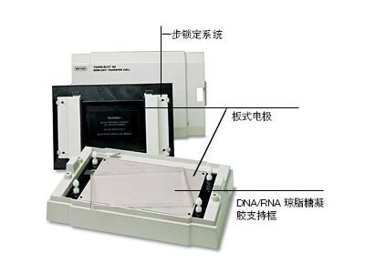 美国Bio-Rad 伯乐Trans-Blot SD 170