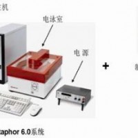 脉冲场电泳