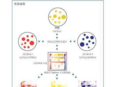 荧光差异蛋白表达分析系统Ettan DIG