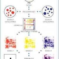 荧光差异蛋白表达分析系统Ettan DIGE