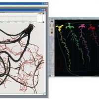 WinRHIZO多参数植物根分析系统 根系扫描