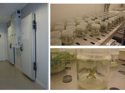 大型步入式植物生长室/人工气候室