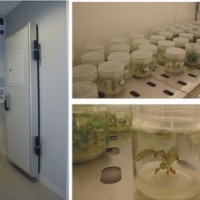 大型步入式植物生长室/人工气候室