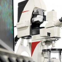 德国徕卡 共聚焦显微镜 TCS SP8 MP