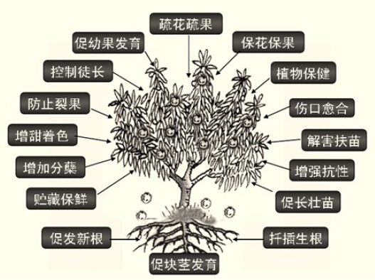 一种同时检测蔬菜中多种植物生长调节剂残留量的方法