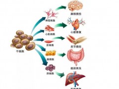 《人心肌细胞》等6项干细胞团体标准公布 将促进国际标准出炉