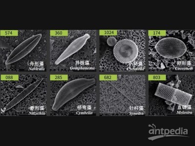 DiatomAI 全自动硅藻检验图3
