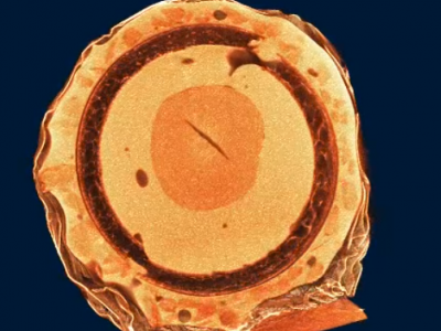 N60 紧凑型台式显微CT图3