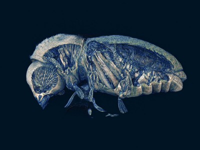 N80 高分辨台式显微CT图3