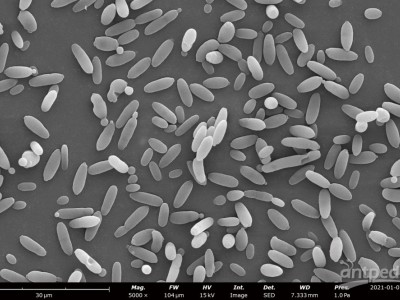 飞纳台式场发射扫描电镜 Phenom Nano图2