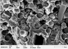 钛合金基体组织