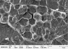 糯米淀粉颗粒-1