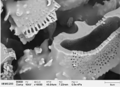 扫描电子显微镜SEM3200
