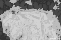 多种信息同时成像BSE