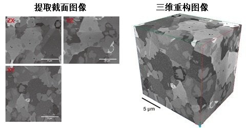提取截面图像・三维重构图像