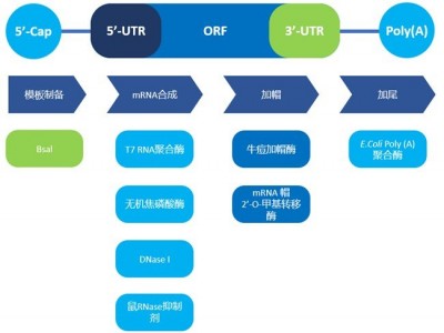 mRNA体外合成一站式解决方案
