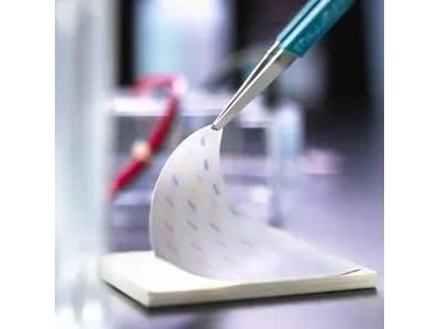 IPVH10100   Immobilon-P PVDF转印