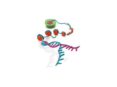 539790 亚细胞蛋白质组抽提试剂盒