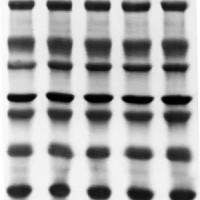 ISEQ00010 Immobilon-PSQ 小孔径PVDF转印膜