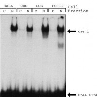 NXTRACT CelLytic™ NuCLEAR™ 提取试剂盒