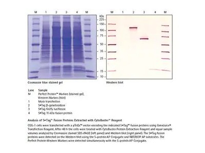 71009 CytoBuster蛋白质提取试剂
