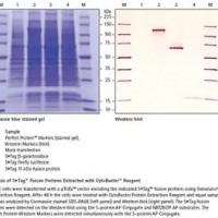 71009 CytoBuster蛋白质提取试剂