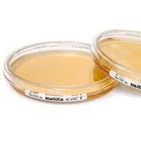 1.46685胰蛋白酶大豆琼脂