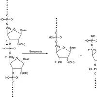 E1014 Benzonase 内切核酸酶