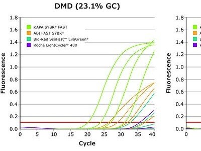 SFUKB  KAPA SYBR® FAST PCR试剂