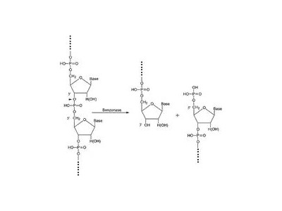 70746 内切核酸酶 Benzonase 核酸酶