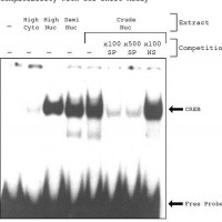 CelLytic  PN 分离/提取试剂盒用于植物叶子