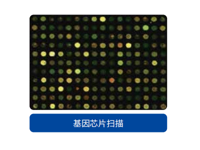 IS 910-1微米/微阵列生物芯片扫描分析仪：蛋白互作/疾病标志物/化合物药物筛选/多重因子检测图3