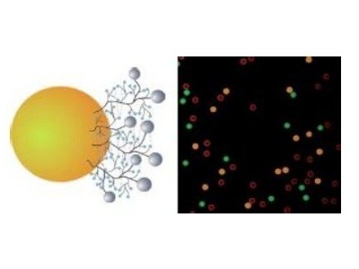 PolyAn 各种表面修饰的微阵列玻片图3