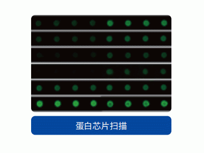 IS 1100-0.5微米/三色荧光/基因芯片/蛋白芯片/糖芯片/化合物芯片/细胞组织芯片/微阵列生物芯片扫描分析仪图2