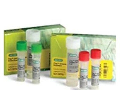 伯乐通用型SYBR Green预混液 iTaq™