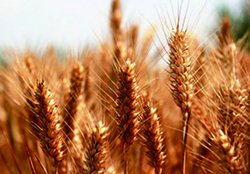 20230403-1840028425.jpg SH60A全自动消解仪10.jpg