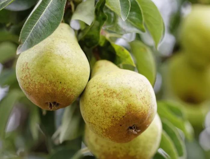 水解单宁的分离和纯化