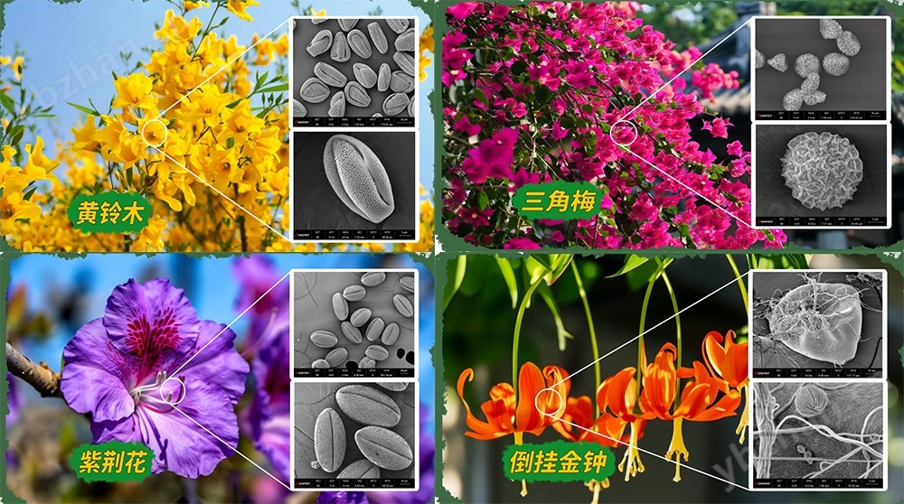 未标题-1.jpg 4nm空间分辨率扫描电镜