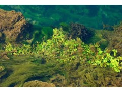 藻类食品砷形态的测定 液相色谱-原子荧光联用仪