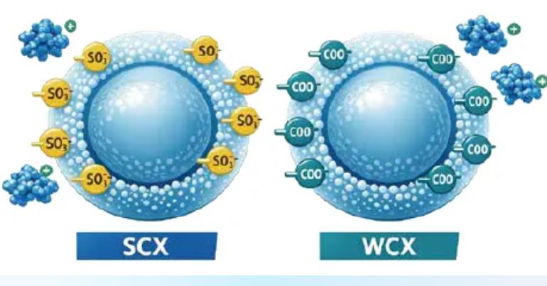 BioSep CEX阳离子交换色谱柱 BioSep CEX阳离子交换色谱柱